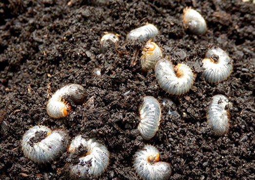 Grubs in Soil