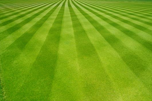 green grass